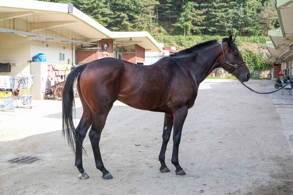 비에스스톰. /한국마사회 제공