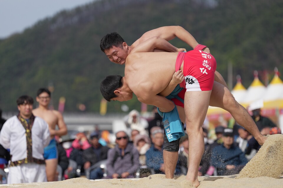 제19회 청송사과축제 열기 후끈[전국고교장사 씨름대회]. 사진=청송군