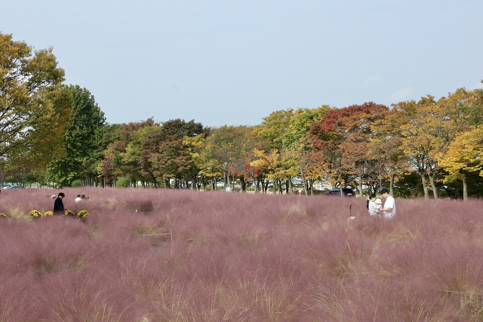 절정을 맞은 미사경정공원의 핑크뮬리 속에서 시민들이 여유로운 시간을 보내고 있다. /경륜경정총괄본부 제공