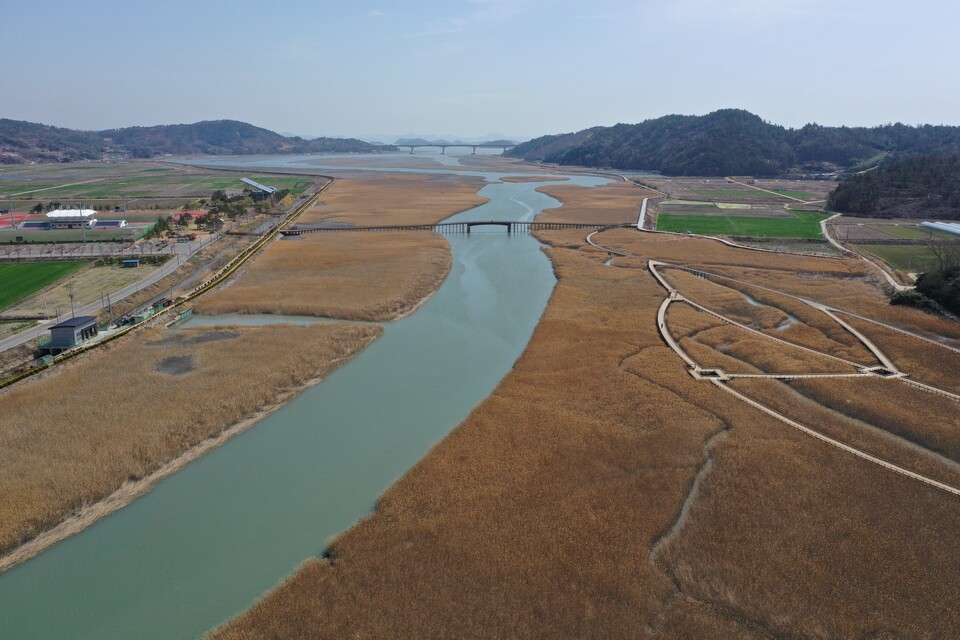 보성군은 지난달 31일 ‘여자만 국가해양생태공원’ 조성사업이 기획재정부 제10차 재정사업평가위원회의 심의를 통과해 예비타당성 조사 대상사업으로 최종 선정됐다. 사진은 벌교읍 중도방죽 갈대밭./사진=보성군