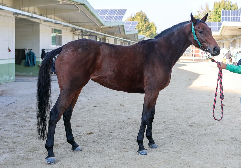 토호마켓. /한국마사회 제공