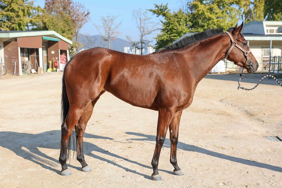 제라퀸. /한국마사회 제공