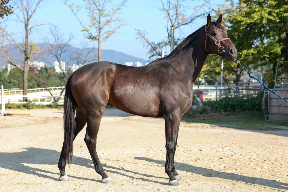 마이던. /한국마사회 제공