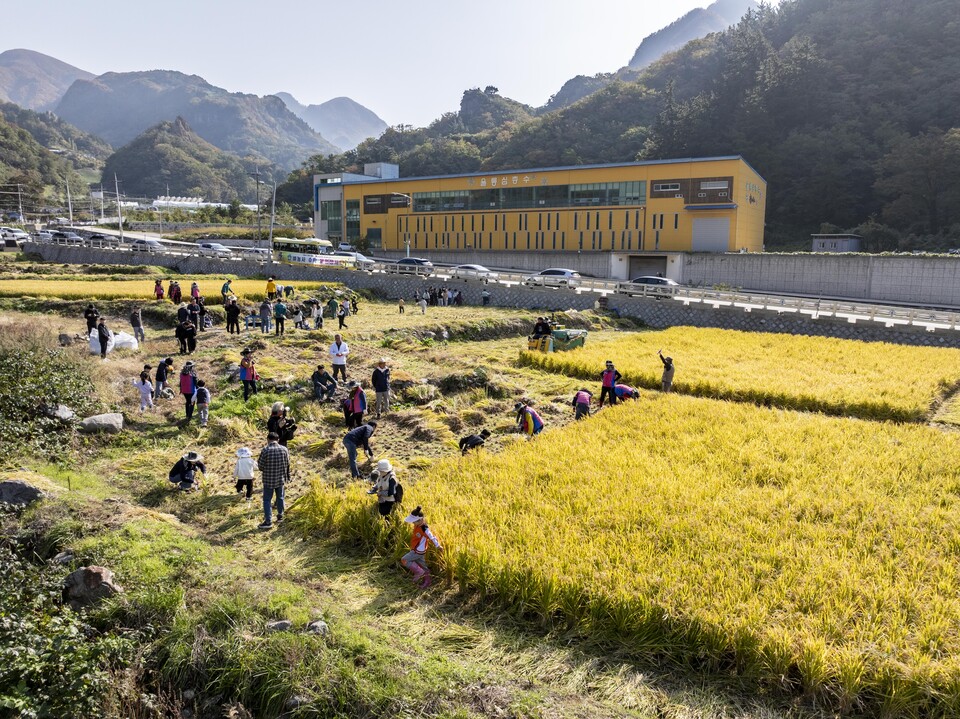 울릉군 전통 벼 수확 체험행사. 사진=울릉군
