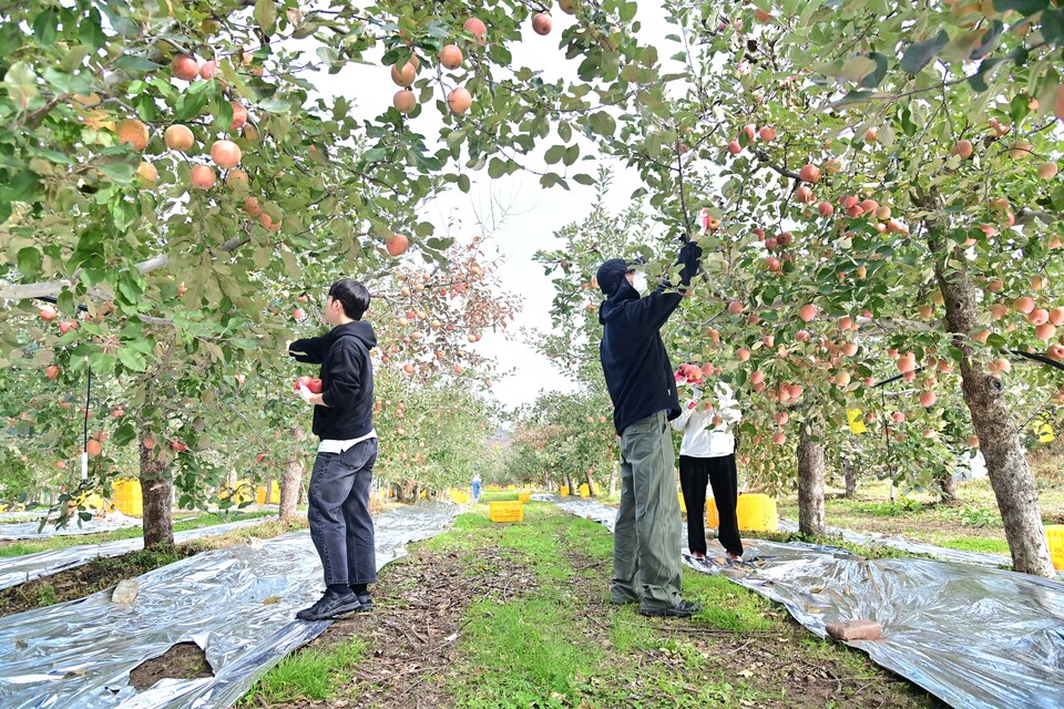 가을철 사과 수확 농가 지원. 사진=청송군
