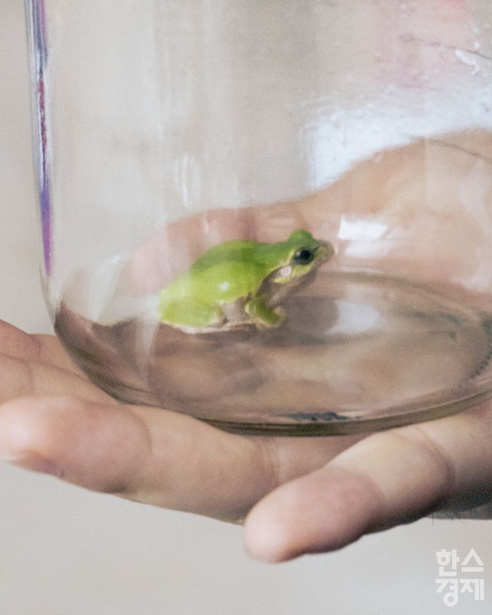 ▲박정임 작품 '초록개구리, 2023'