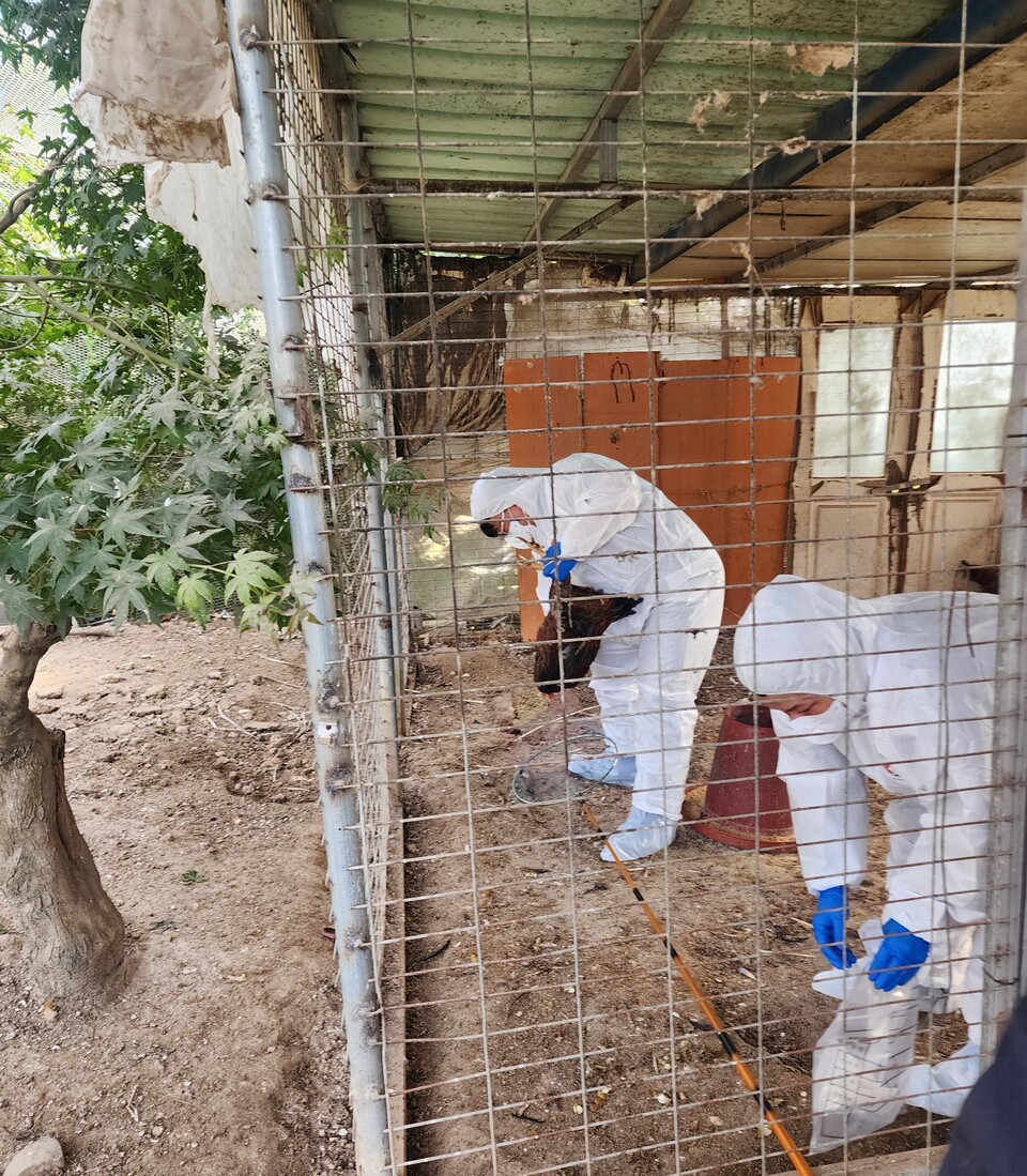 닭 시료를 채취하는 모습. 사진=영천시