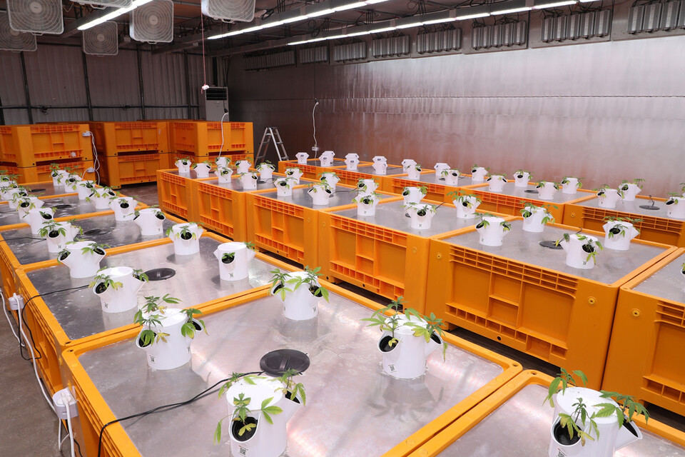 안동시, CBD 원료의약품(API) 제조소 구축 지원 계획 .사진=안동시 제공