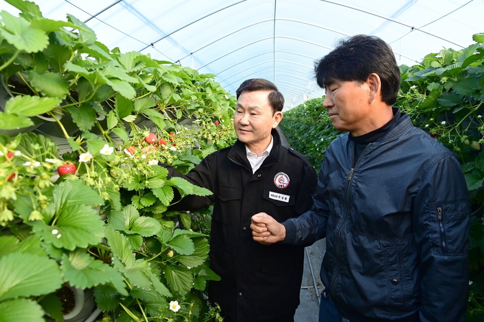 명품 고령딸기 첫 수확.사진=고령군