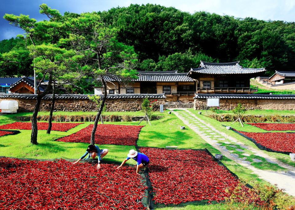고추 말리는 영양군민. 사진=영양군