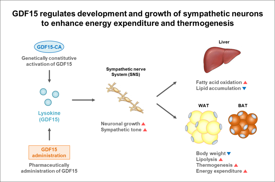 GDF15가 교감신경세포의 성장과 발달을 조절하여 에너지 소비와 열 발생을 향상시키는 작용 기전을 설명하는 모식도./가톨릭대학교 의과대학 제공