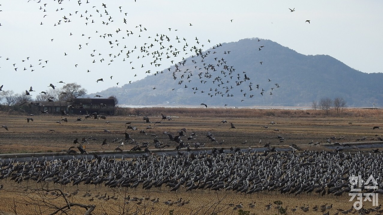 ▲순천만 흑두루미 (사진=순천시)