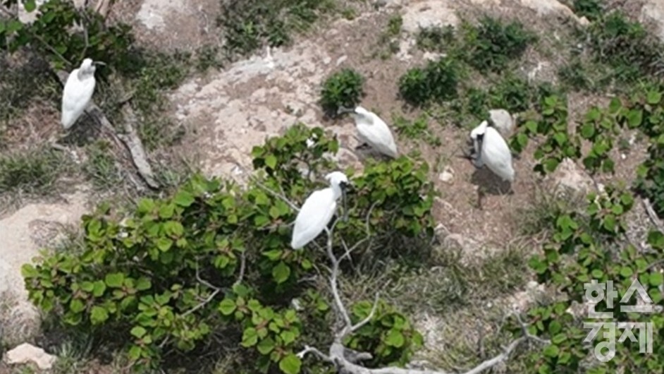 ▲지난 6월초 순천시 별량면 무인도서에서 관찰된 저어새 번식지 (사진=순천시)