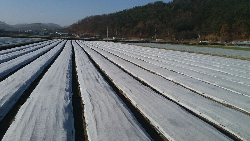 부직포 배부. 사진=함안군