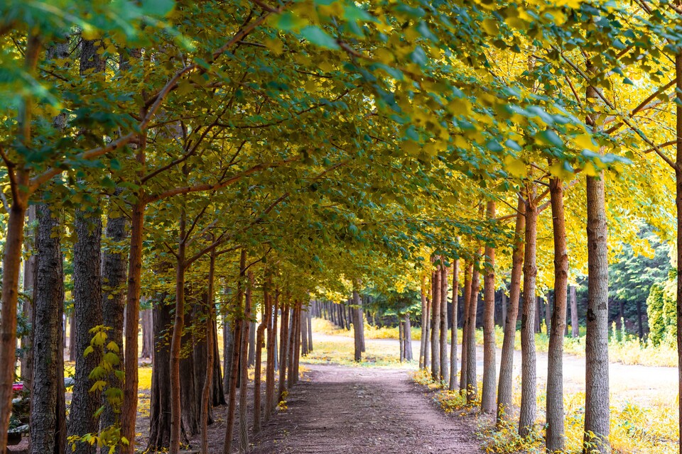 영해면 벌영리 메타세쿼이아 숲. 사진=영덕군