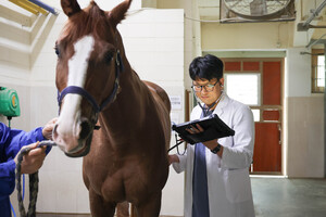 한국마사회 말 수의사, 경주마 안전 지키는 숨은 주역 - 뉴스 썸네일 이미지